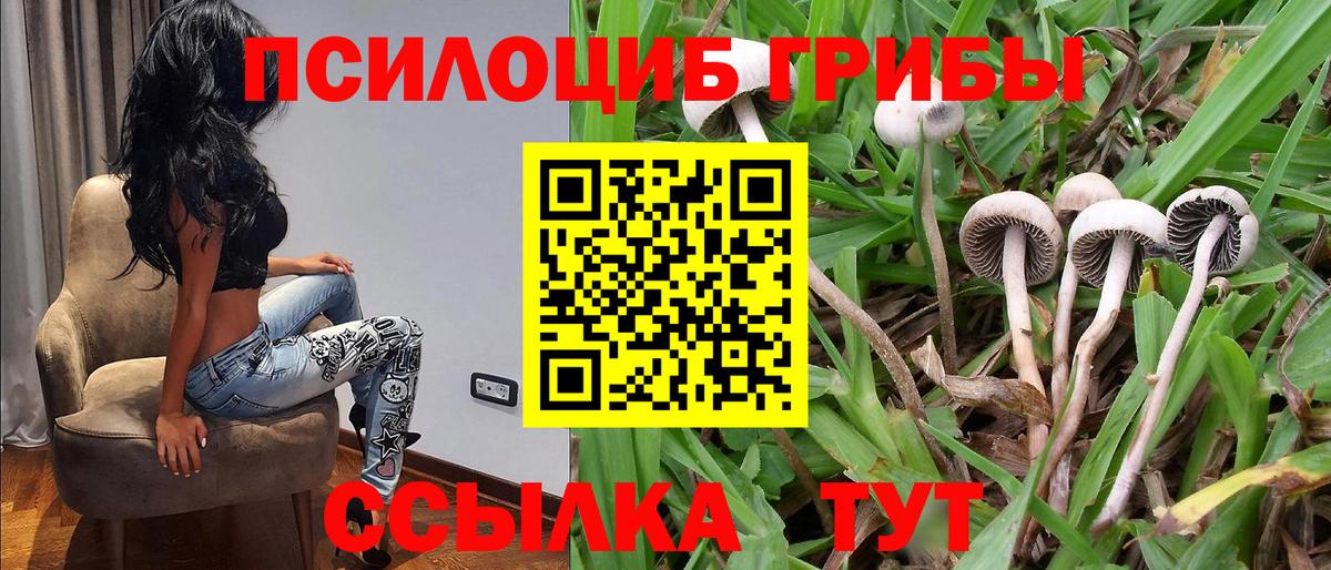 Псилоцибиновые грибы мицелий Протвино